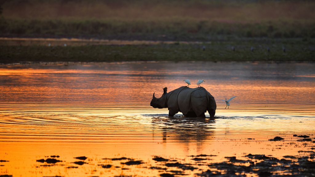 Kaziranga National Park, home to the one-horned rhinoceros and a UNESCO World Heritage Site known for its rich biodiversity